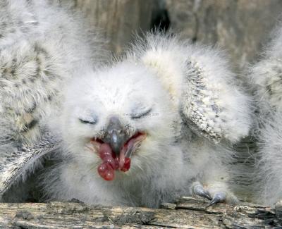 28347_Birds Of Prey_1D.jpg