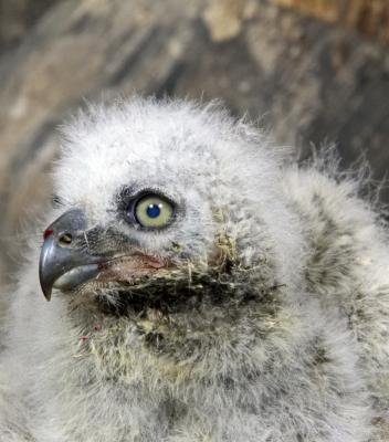 28355_Birds Of Prey_1D.jpg
