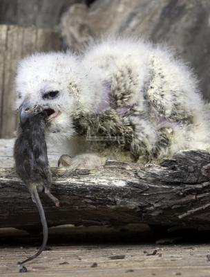 28393_Birds of Prey_1D.jpg