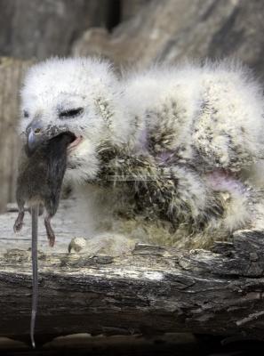 28394_Birds of Prey_1D.jpg
