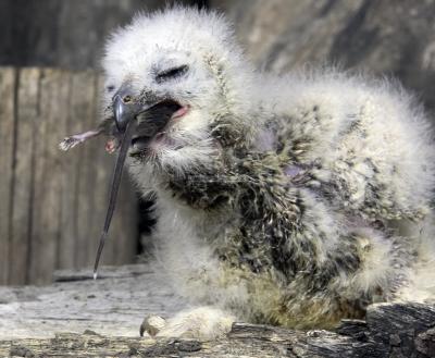 28396_Birds of Prey_1D.jpg
