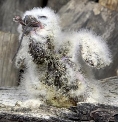 28398_Birds of Prey_1D.jpg