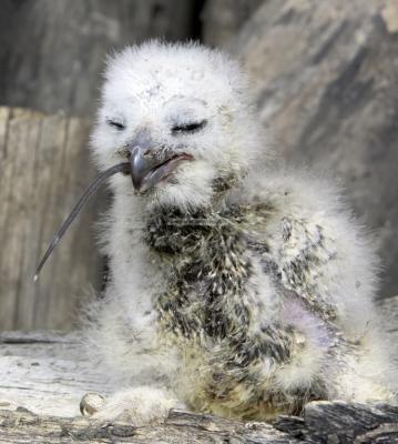 28400_Birds of Prey_1D.jpg