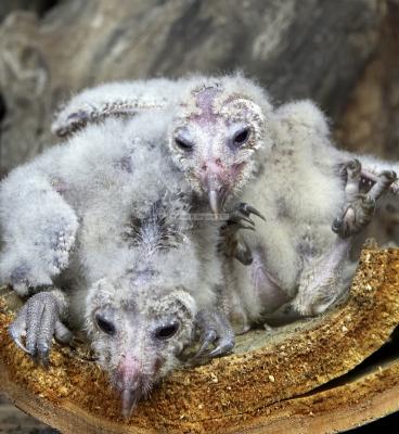 28426_Birds of Prey_1D.jpg