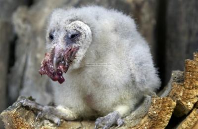 28499_Birds of Prey_1D.jpg