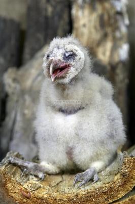 28505_Birds of Prey_1D.jpg