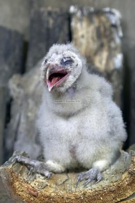 28512_Birds of Prey_1D.jpg