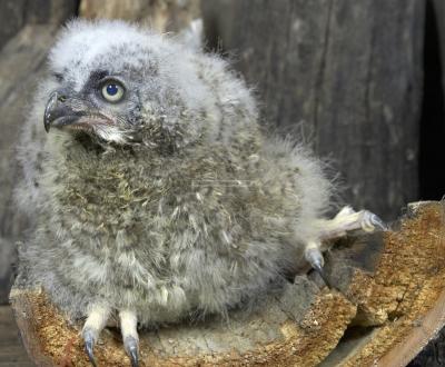 28540_Birds of Prey_1D.jpg