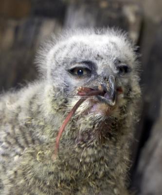 28556_Birds of Prey_1D.jpg