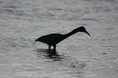 manip_IMG_6963.JPG