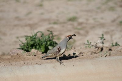 Quail (鹌鹑)