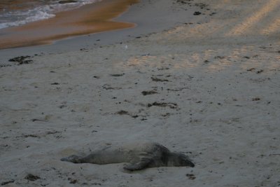 manip_IMG_4929.JPG
