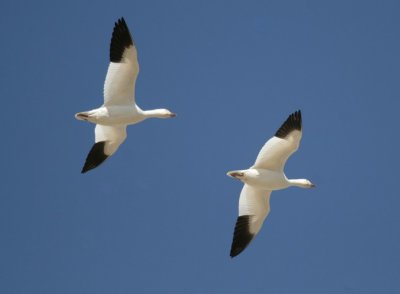 manip_IMG_0861-2.JPG