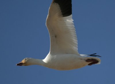 manip_IMG_1018-2.JPG