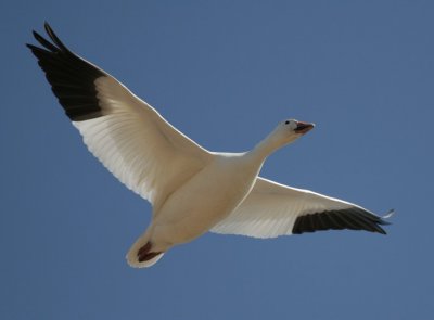 Snow Geese (雪雁)