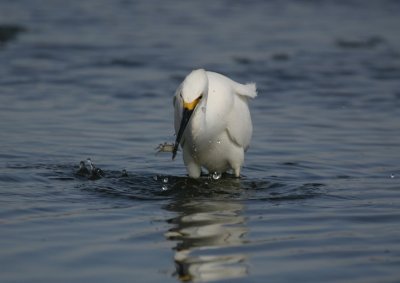 manip_IMG_7166-2.JPG