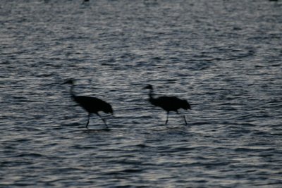 manip_IMG_1600.JPG