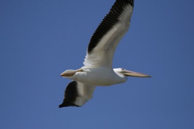 American White Pelican (美洲白鹈鹕)
