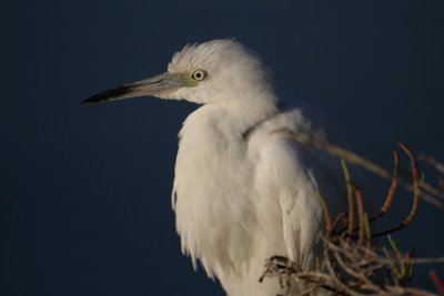 Little Blue Heron (小蓝鹭)