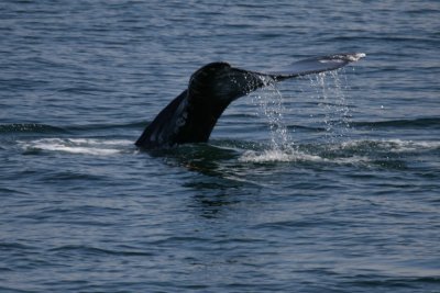Whale Watching (鲸鱼)