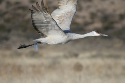 manip_IMG_5230.JPG