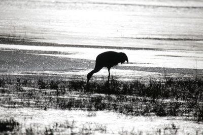 manip_IMG_5568.JPG