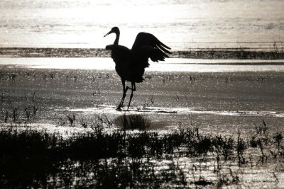 manip_IMG_5614.JPG