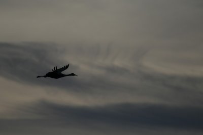 manip_IMG_5757.JPG