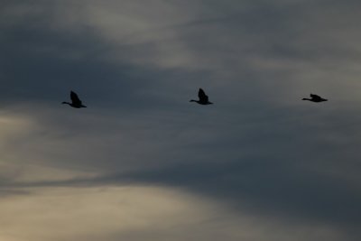 manip_IMG_5848.JPG