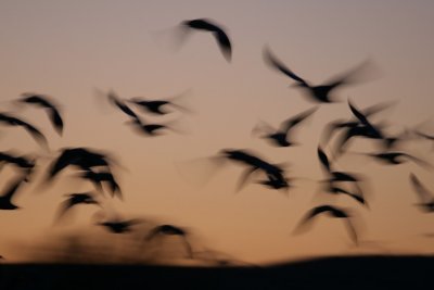 manip_IMG_7138.JPG