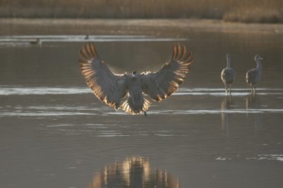 manip_IMG_8138.JPG