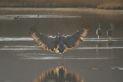 manip_IMG_8139.JPG
