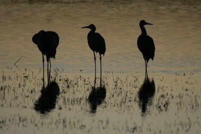 manip_IMG_8303.JPG