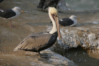 Brown Pelican (ºÖðÃðÉ)