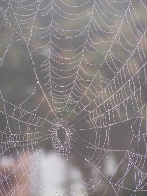 A foggy morning had the spiders all stirred up