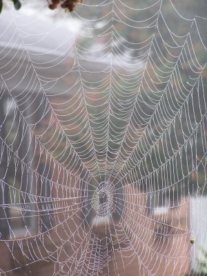 A foggy morning had the spiders all stirred up