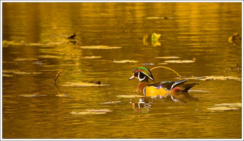 WoodDuck