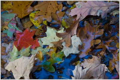 One Red Leaf
