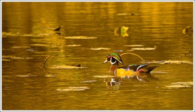 WoodDuck