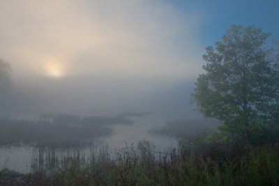 Beaver Pond 1