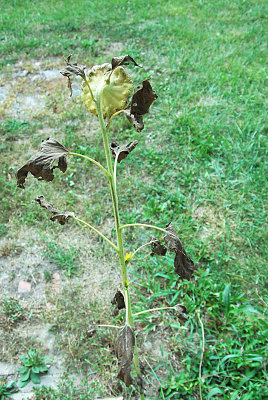 sunflower_chronicled