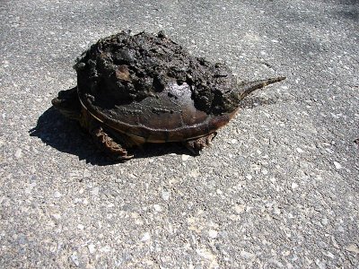 Snapping Turtle(?)