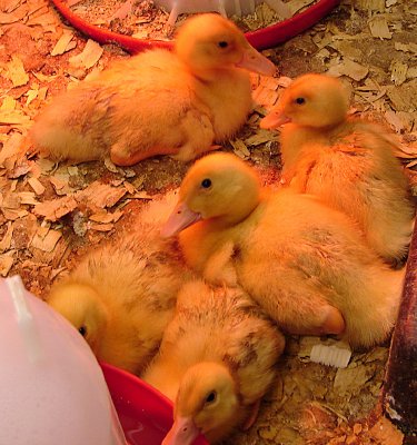 5 Little Ducklings