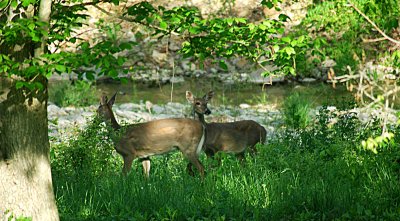 By the creek across the road