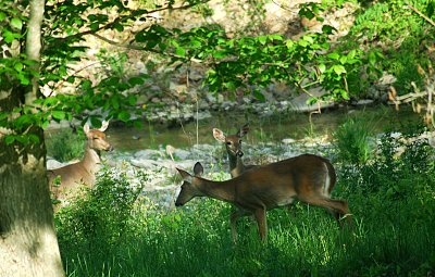 Don't usually see them at this time of day