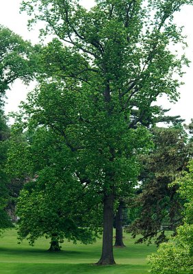 The Tulip Tree