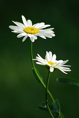 the_daisy_project