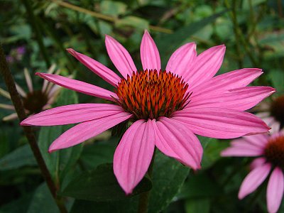 Small Cone Flower