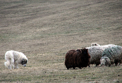 Geordi and His Sheep