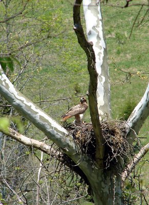 Red-tailed Hawk guarding her nest.
